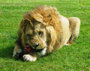 lion eating